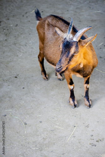 Fototapeta Naklejka Na Ścianę i Meble -  Goats in the zoo in Siofok, Hungary