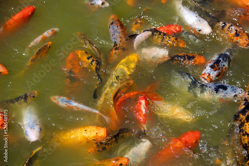 Fish in the Japanese garden
