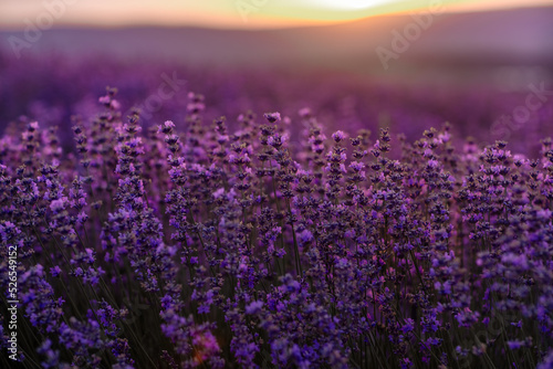Blooming lavender in a field at sunset in Provence. Fantastic summer mood  floral sunset landscape of meadow lavender flowers. Peaceful bright and relaxing nature scenery.