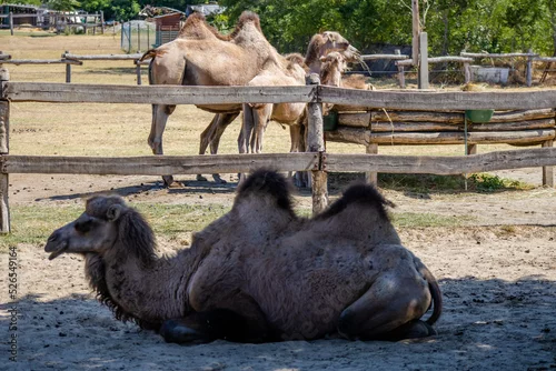 Fototapeta samoprzylepna Camel in the zoo in Siofok, Hungary