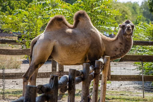 Fototapeta samoprzylepna Camel in the zoo in Siofok, Hungary