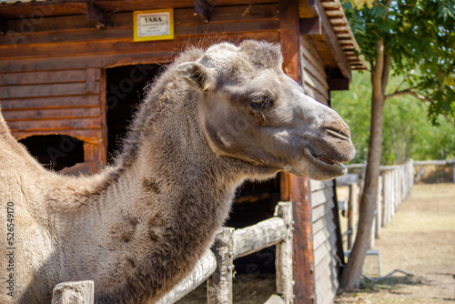 Camel in the zoo in Siofok, Hungary