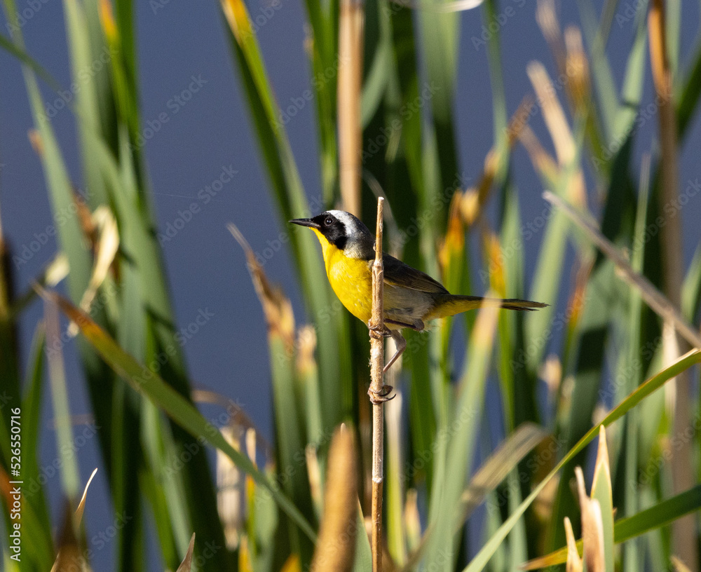 common yellowthroat, songbird, warbler