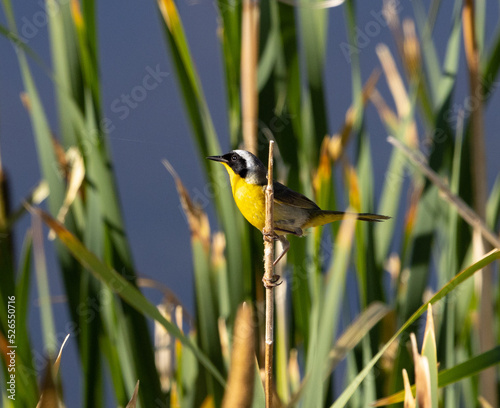 Obraz na płótnie common yellowthroat, songbird, warbler w salonie