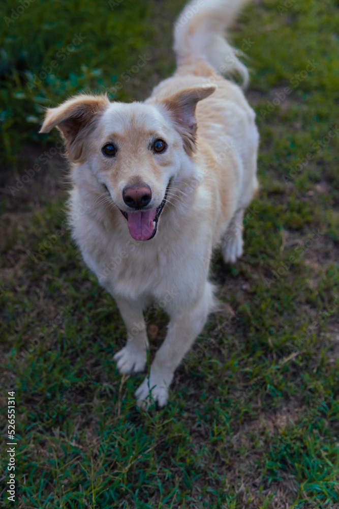 Cute puppy Golden Retriever Moves his Ears - Grass background Cute puppy Golden Retriever Moves his Ears - Grass background
