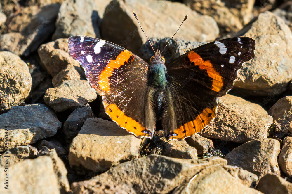 butterfly on a flower butterfly on a flower