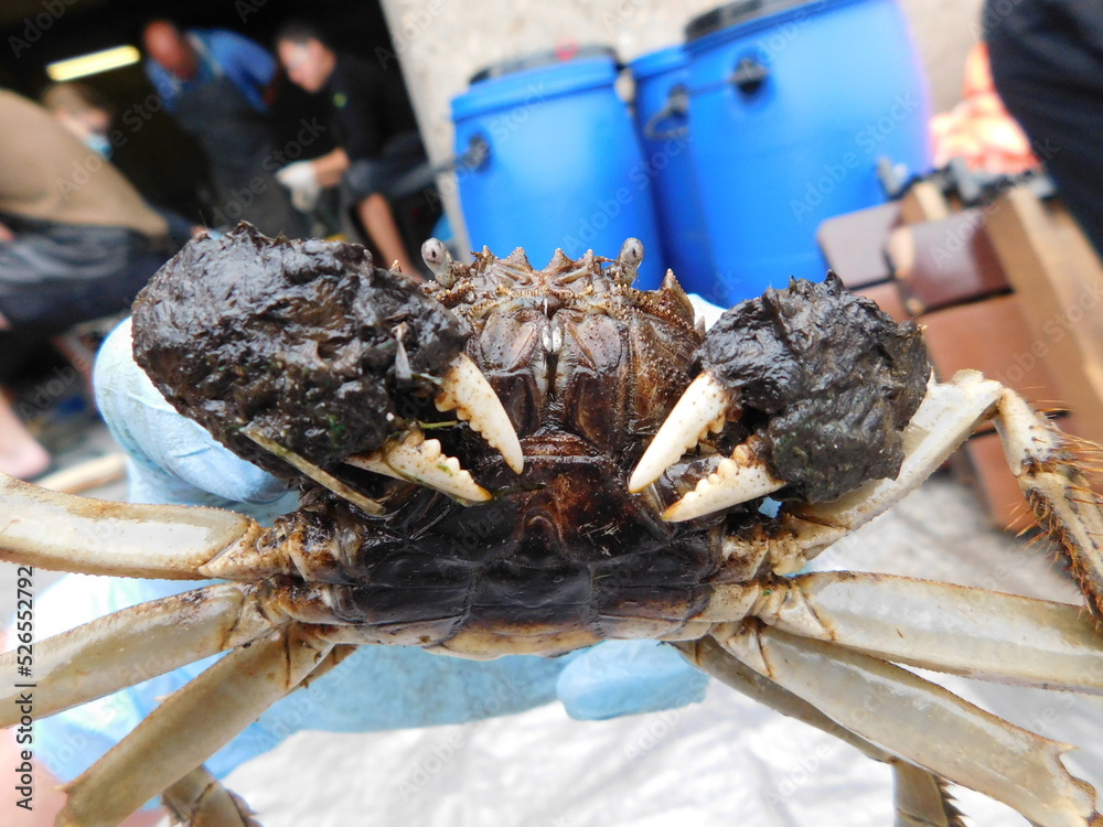 Chinese mitten crab Eriocheir sinensis mediumsized burrowing crab that