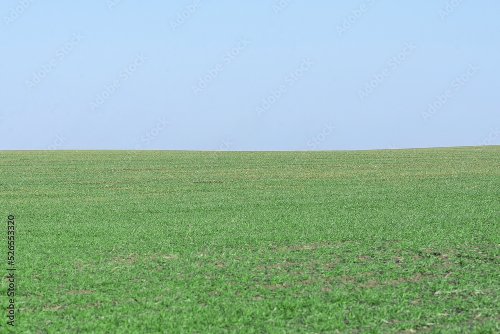 Obraz premium Green field with blue sky as background.