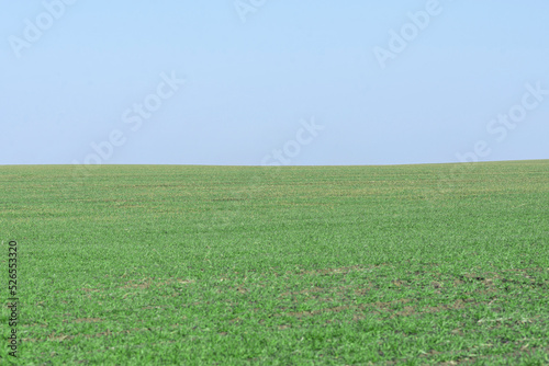 Green field with blue sky as background.