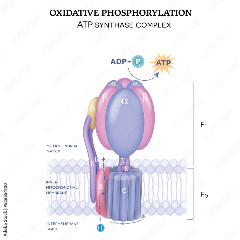 The ATP synthase V) consists of two components F0 and F1. The