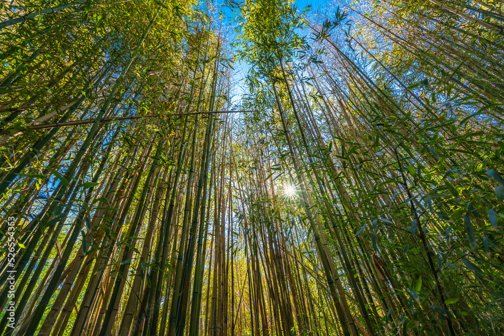 Vertical Bamboo Forest with sun rays Vertical Bamboo Forest with sun rays