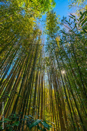 Bamboo Forest looking up into the sun