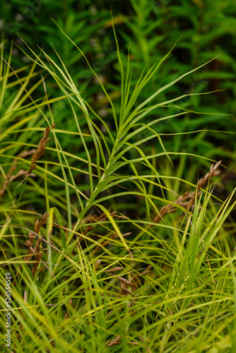  Palm leaf sedge  or Muskingumen sedge - variety Gold Fountain  Carex muskingumensis  