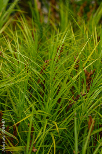 Palm leaf sedge, or Muskingumen sedge - variety Gold Fountain (Carex muskingumensis )