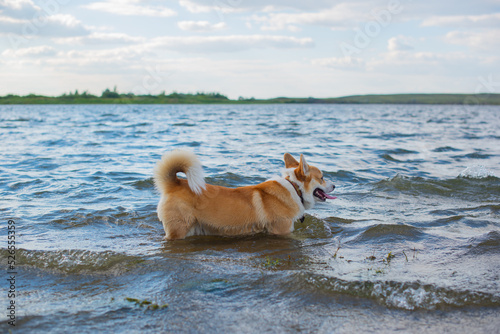 dog breed royal corgi bathes in the river