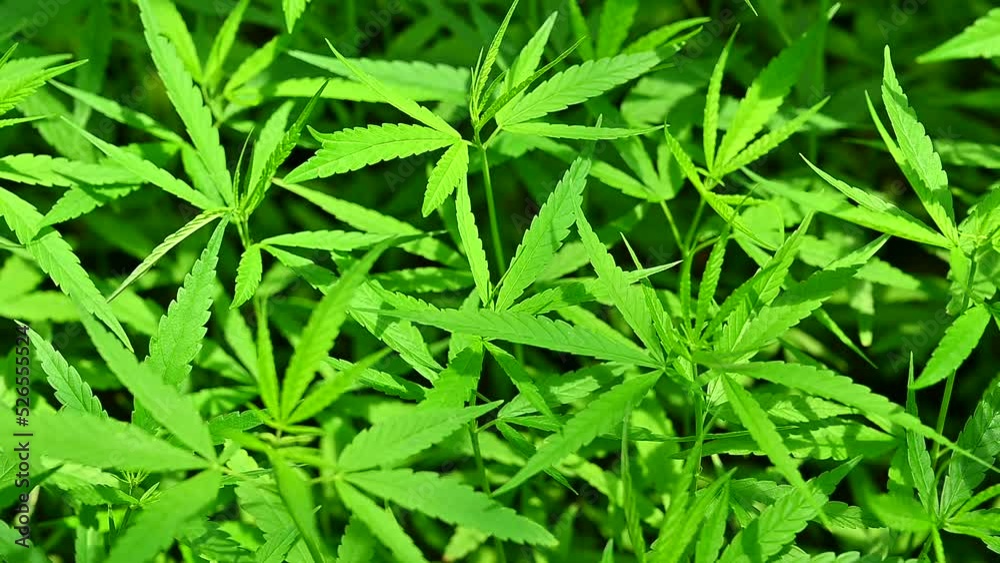 Marijuana leaves, cannabis plants,Industrial Marijuana Greenhouse Grow Operation Marijuana leaves, cannabis plants,Industrial Marijuana Greenhouse Grow Operation
