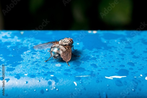Closeup of a fly standing on a blue wet surface photo