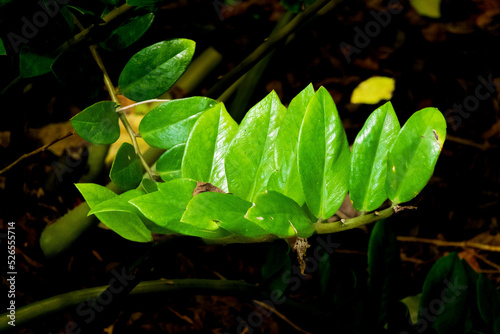 Plantas