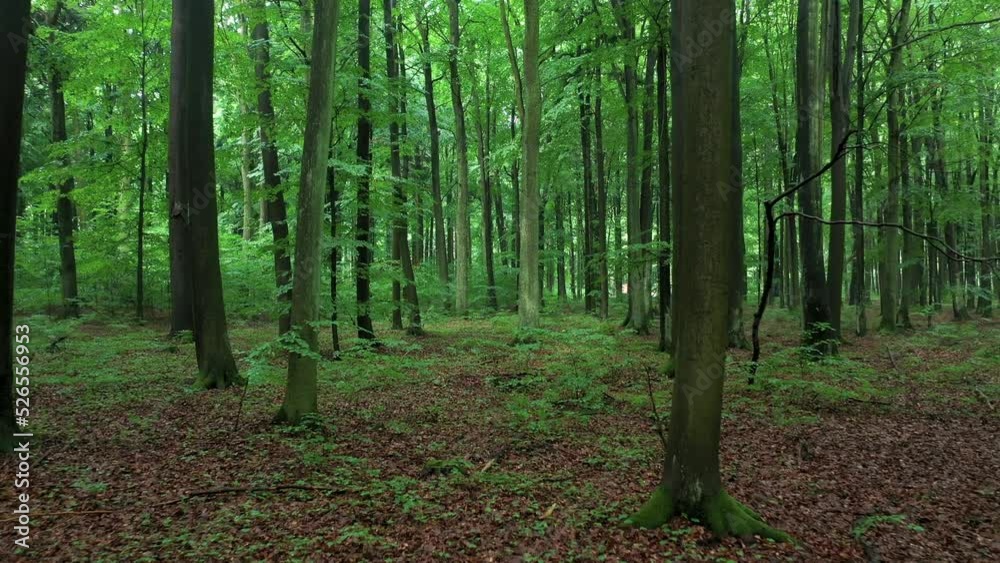 green forest in the morning green forest in the morning