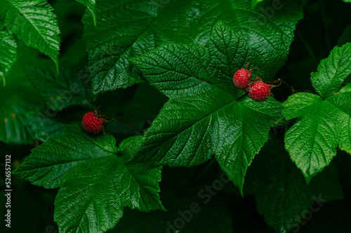 Red thimble berries with deep green leaves in the background.