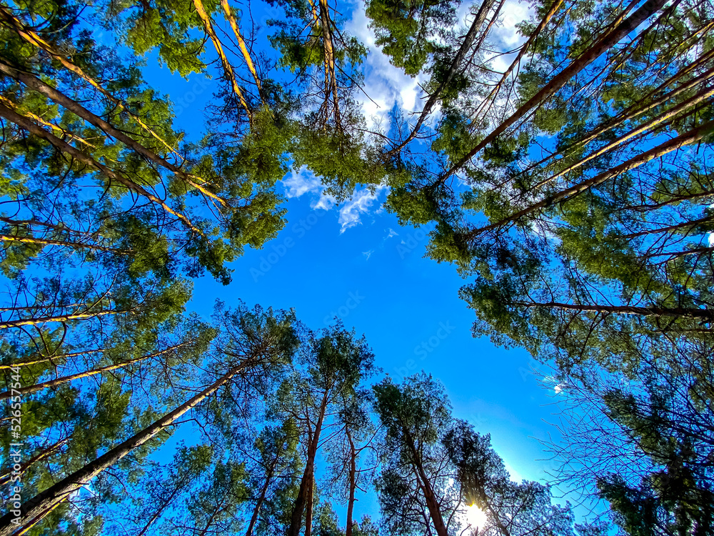 Obraz premium trees and sky