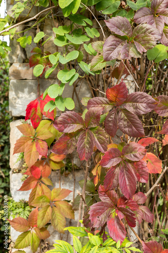 A plant  Parthenocissus quinquefolia  grows on a wall on a sunny  autumn day close-up