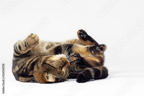 Beautiful tabby or marble cat with yellow eyes tumbling lying down on the floor, asking treat or food. Copy space for any text, white background.