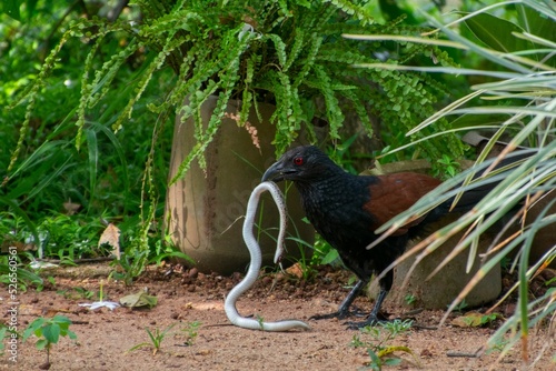 Closeup of Centropus Sinensis bird holdinh snake in beak photo