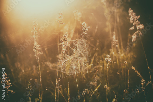 Plants with web