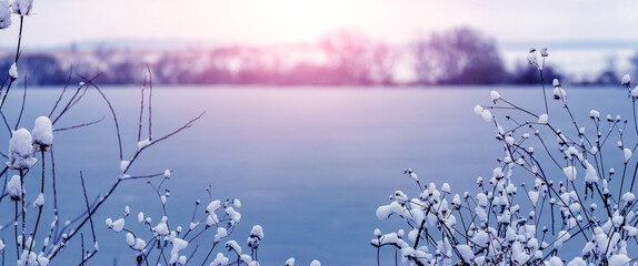 Papier peint photo Pourpre Winter landscape with fluffy snow-covered plants on the river bank at sunrise  © Volodymyr