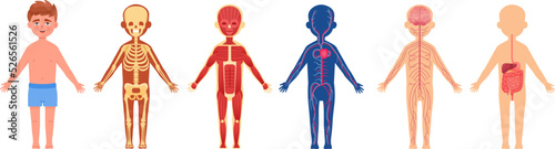 Child body system. Human skeletal children anatomy, cartoon skeleton nerves organs intestine muscle circulatory cell, medical humanisty biology lesson, neoteric vector illustration