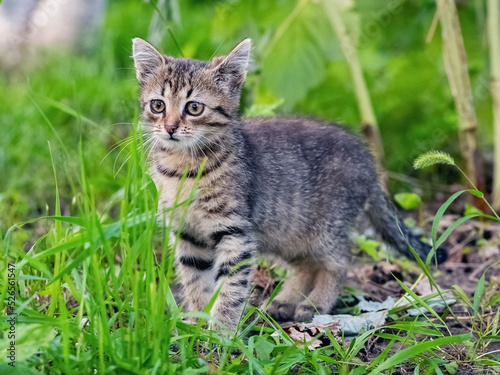 Wallpaper Mural A small tabby kitten with an attentive look in the garden among the green grass Torontodigital.ca