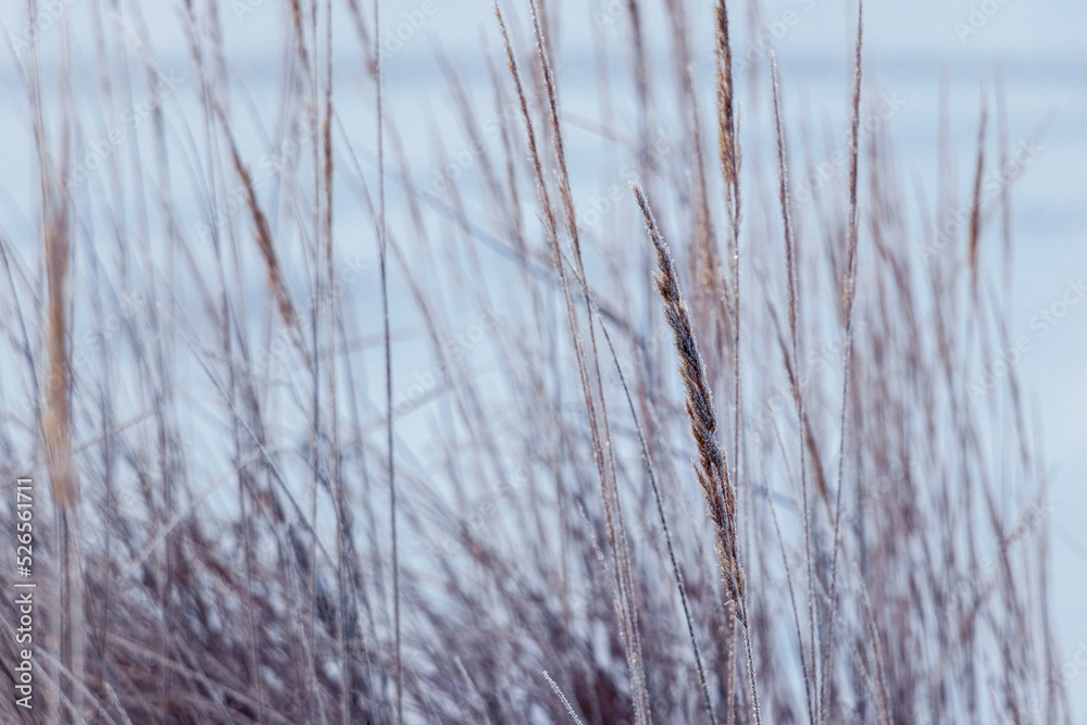 Dry grass covered with frost on a blurred background Dry grass covered with frost on a blurred background