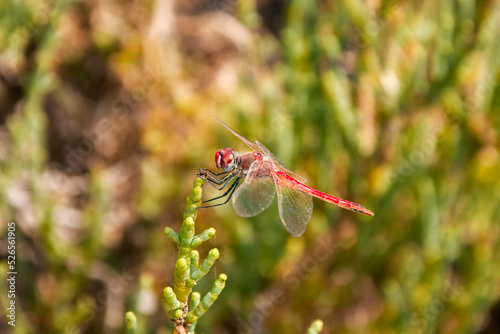 canary red dragonfly from the side on a plant top photo