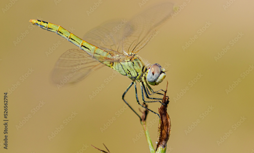 dragonfly on a branch - obrazy, fototapety, plakaty 