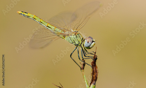 dragonfly on a branch