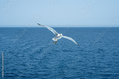 Seagull flying over the sea of Sardinia