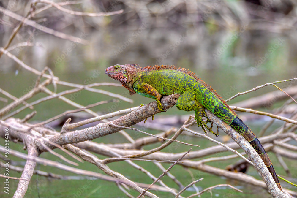 Green iguana (Iguana iguana), river Tarcoles Costa Rica wildlife Green iguana (Iguana iguana), river Tarcoles Costa Rica wildlife