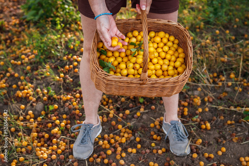 Farmer picking yellow mirabelle plum fruits into basket. Harvest fruit photo