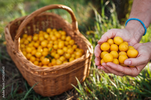 Hand picking yellow mirabelle plum fruits into basket. Harvest fruit
