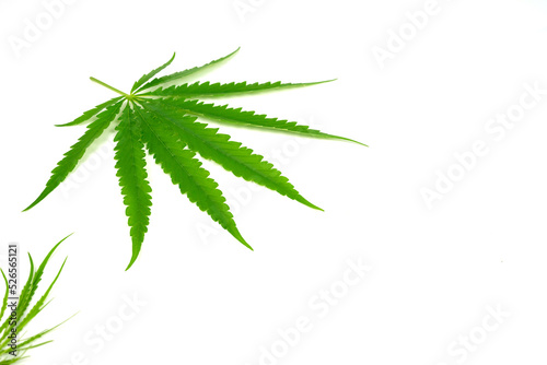 Fresh green cannabis leaves isolated on white background.
