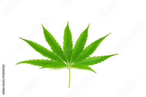 Fresh green cannabis leaves isolated on white background.