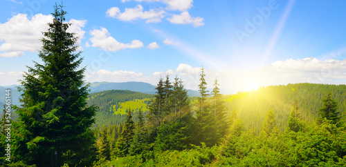 The slopes of the mountains  covered with coniferous forests  blue sky and bright sun. Wide photo.