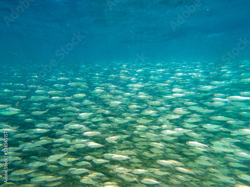 School of herring fish swimming in ocean