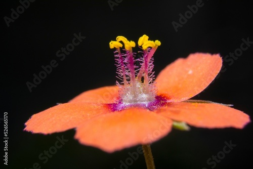 Macro shot of a scarlet pimpernel flowe photo