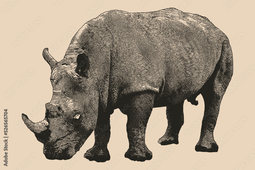 Obraz premium Engraving Hippopotamus animals of africa vintage, Hippo Engraved