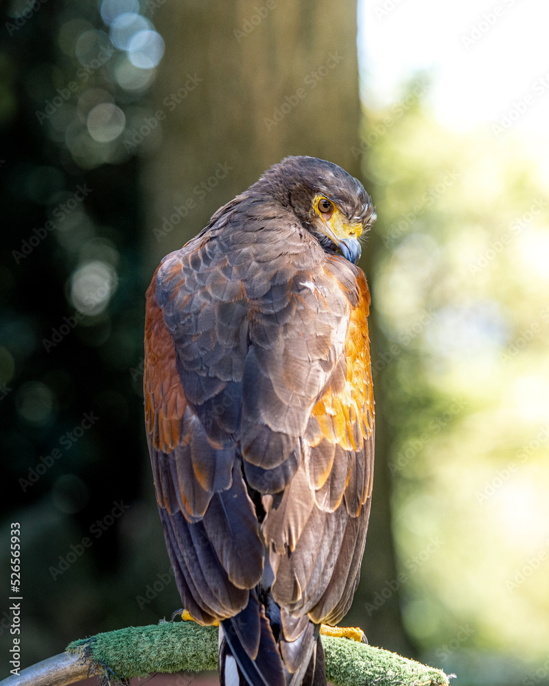Águila Águila