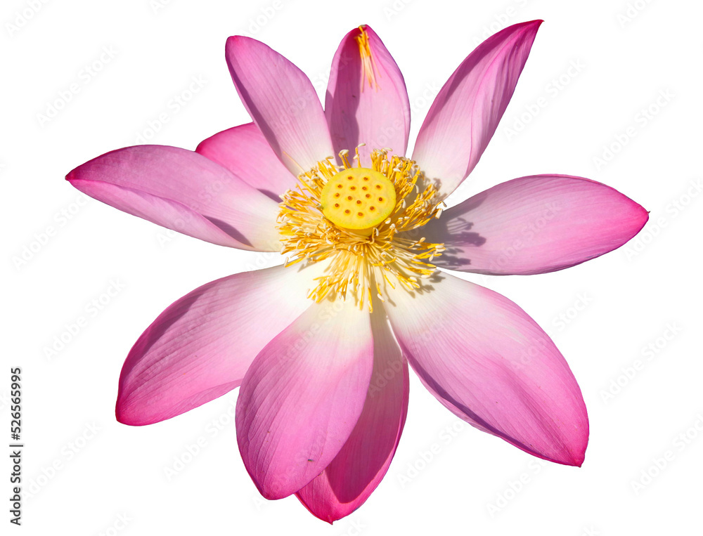 Lotus flower isolated on transparent background. png