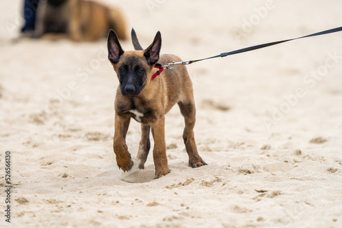 puppy german shepherd dog with a green background. Working smart police dog. Outdoor dog