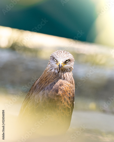 Águila posando